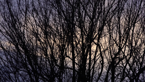 日落时空时正直的树枝23秒视频