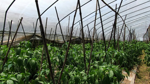 实拍大棚蔬菜种植基地17秒视频