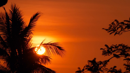 黄昏时的热带海滩棕榈树视频