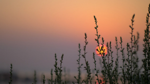 红太阳和青草的夜晚场景22秒视频