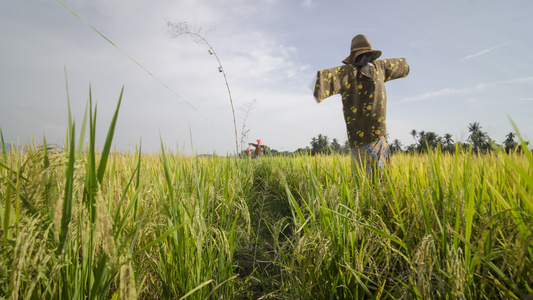 稻草人站在稻田里穿着传统的马雷服装视频