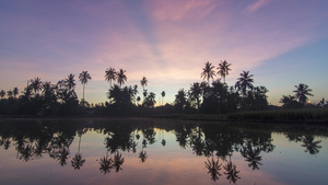 日出射向一排椰子树8秒视频