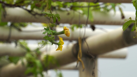 秋天屋顶阳台清新瓜秧植物背景素材视频