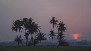 太阳从椰子树的地平线升起12秒视频