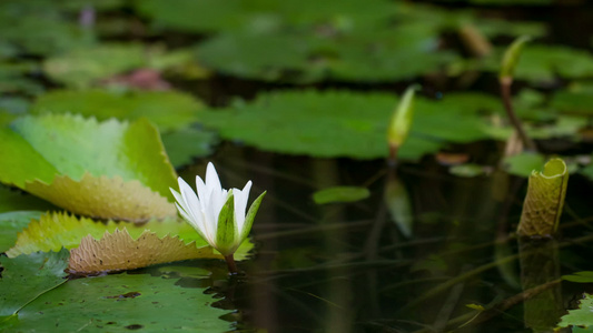 水百合花的流逝时间视频