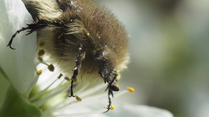 甲虫18秒视频