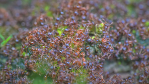 蚂蚁爬进蚂蚁山宏观视频4k17秒视频
