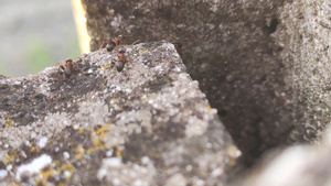 岩石上的蚂蚁19秒视频