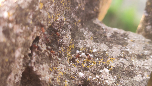 岩石上的蚂蚁视频