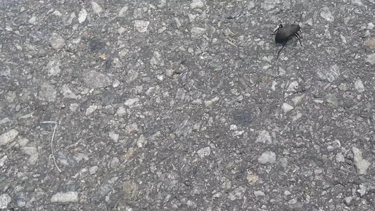 在灰色铺面混凝土地板上运行的黑色大黑虫甲虫视频