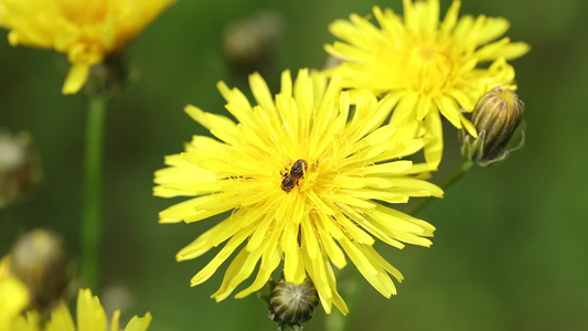 小蜜蜂从花朵中收集花粉视频