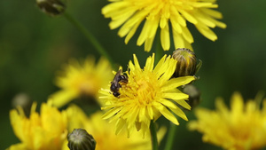 小蜜蜂从花朵中收集花粉23秒视频