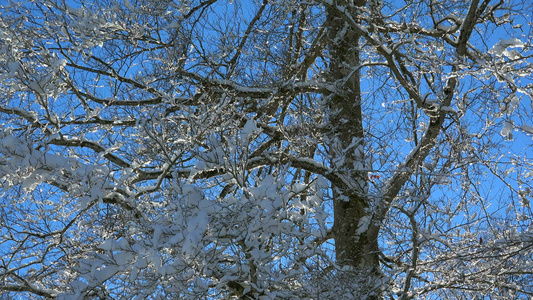 雪花飘落视频