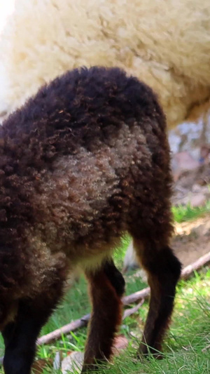 实拍山羊动物园40秒视频