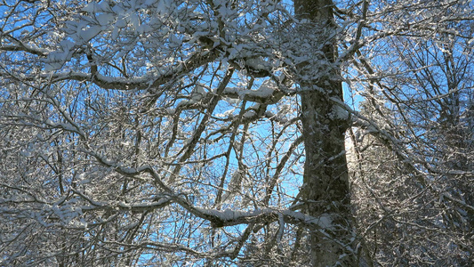 雪花飘落冰碴子大树枝视频