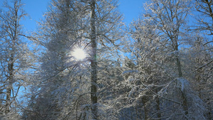 冰封的森林一抹刺眼阳光11秒视频