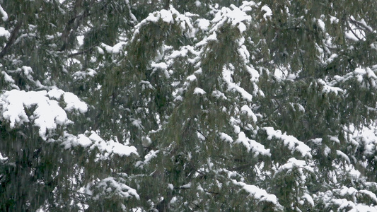 树上的雪视频