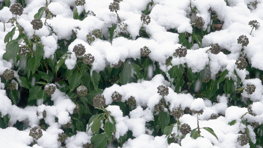 植物上的雪视频