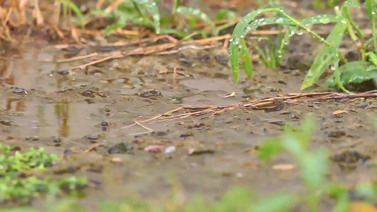 在草地的雨下宏观视频