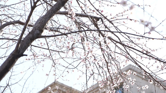 春日桃花盛开视频