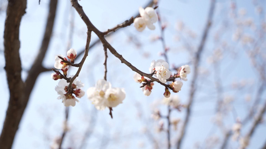 春日桃花盛开视频