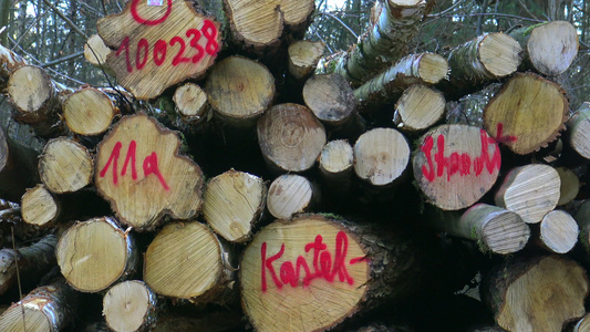 标记木材视频