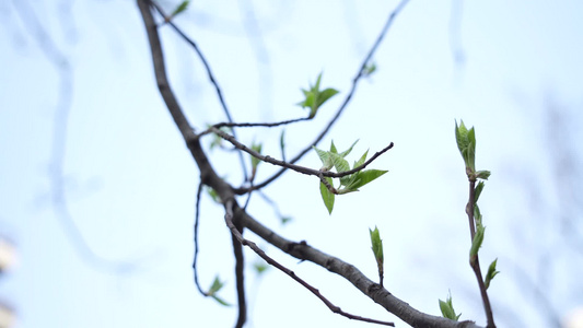 春日桃花视频