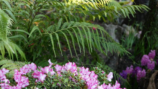 美国加利福尼亚州森林中的杜鹃花杜鹃花紫色花春天的早晨视频