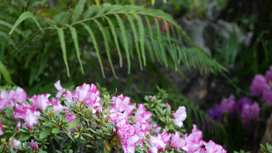 美国加利福尼亚州森林中的杜鹃花杜鹃花紫色花春天的早晨视频