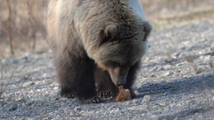 饥饿的野生恰特卡棕熊吃热狗60秒视频