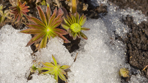 春天融雪21秒视频