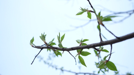 春日桃花视频