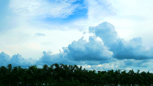 蓝色天空纯云的云移动穿过绿顶树和鸟儿飞翔13秒视频