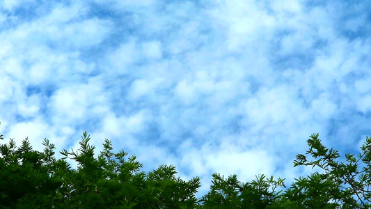 蓝色天空纯洁云彩移动绿顶草树视频