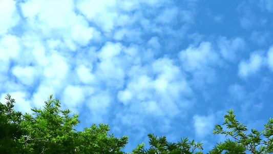纯洁的蓝天有云移风过绿顶树1视频
