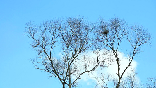 在蓝天空背景下移动的干枯树和纯净堆积白云视频