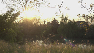 春季日落时的池塘11秒视频