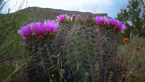粉红的血清花朵是东乌塔阿岛这个物种中最常见和最广泛21秒视频