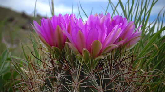 粉红的血清花朵是东乌塔阿岛这个物种中最常见和最广泛视频