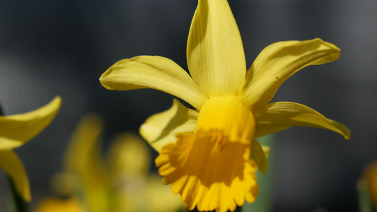 春天盛开的黄色水仙花视频