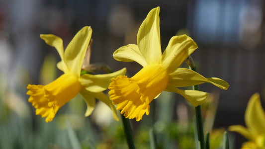 春花盛开的黄色水仙花视频