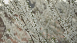 春天的白花13秒视频