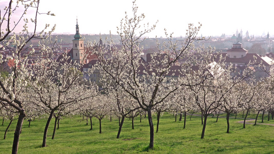 日出后美丽的春光从开花的佩特林山CzechRepublic视频