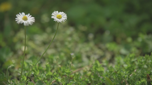 春天七的菊花视频