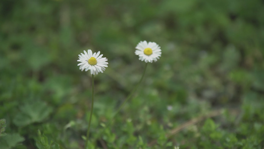 春天九的菊花视频