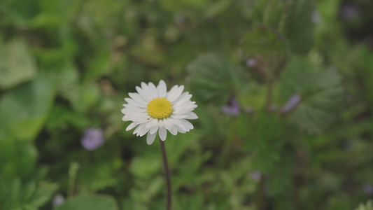 春天的菊花视频