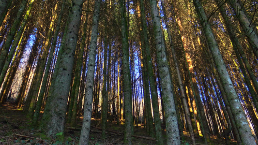森林视频