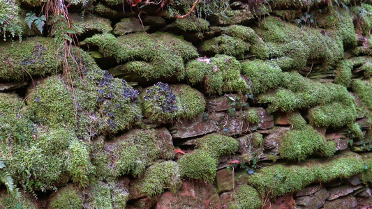 岩石上的苔藓视频