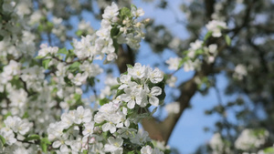 春苹果树花14秒视频