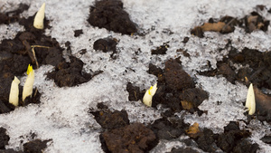 花园里的土壤里有雪融化的雪24秒视频